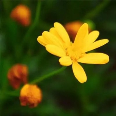 2023微信最吉利的好看头像图片大全(精选22张)