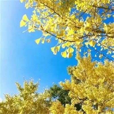 2023微信最吉利的好看头像图片大全(精选22张)