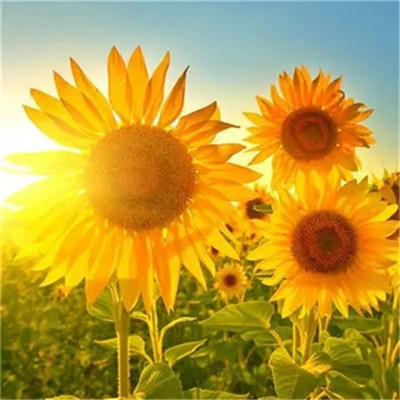 2023年微信头像最吉利好运图片(精选24张)