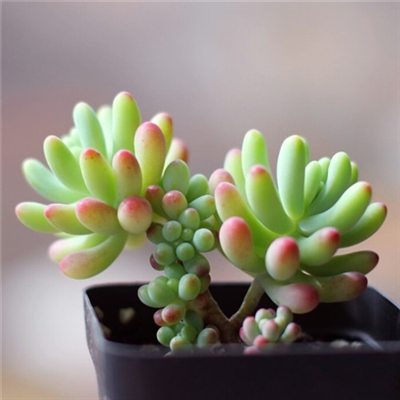 23年能带来好运的微信头像(共24张)