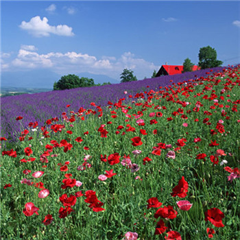 23年能带来好运的微信头像(共24张)