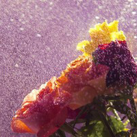 静物头像简约清新图片(24张)