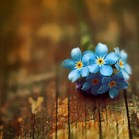 静物头像简约清新图片(24张)