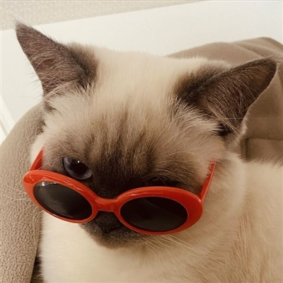 情人节怼情侣的头像(优选24张)