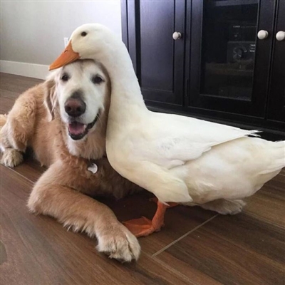 情人节怼情侣的头像(优选24张)