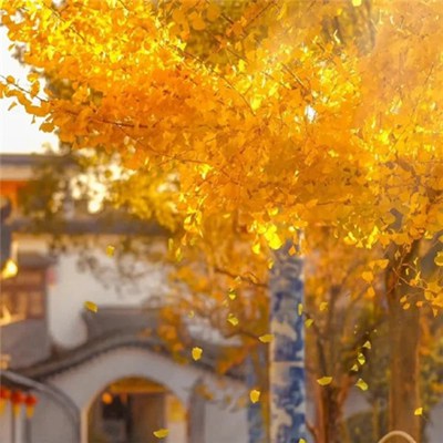 适合永久做头像的图片2023(优选22张)