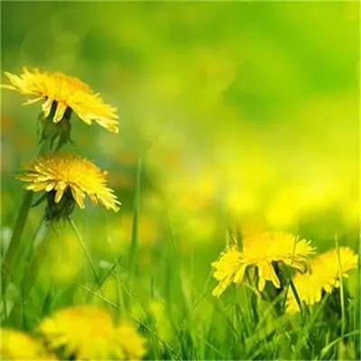 2023年微信头像最吉利好运图片女(精选28张)