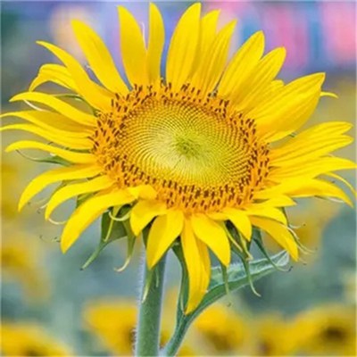 2023年微信头像最吉利好运图片女(精选28张)