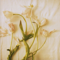 清新小花头像微信头像(精选18张)