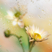 清新小花头像微信头像(精选18张)