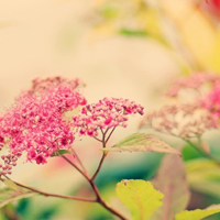 清新小花头像微信头像(精选18张)