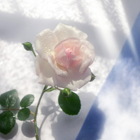 清新小花头像微信头像(精选18张)