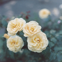 清新小花头像微信头像(精选18张)