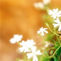 清新小花头像微信头像(精选18张)