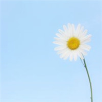 清新小花头像微信头像(精选18张)