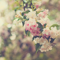 清新小花头像微信头像(精选18张)