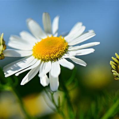 小清新花朵唯美个性头像大全图片(22张)