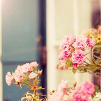 小清新花朵唯美个性头像大全图片(22张)