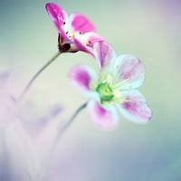 小清新花朵唯美个性头像大全图片(22张)