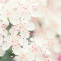 小清新花朵唯美个性头像大全图片(22张)