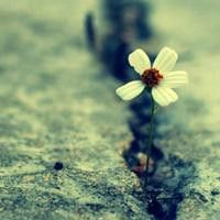 小清新花朵唯美个性头像大全图片(22张)