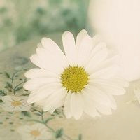 小清新花朵唯美个性头像大全图片(22张)