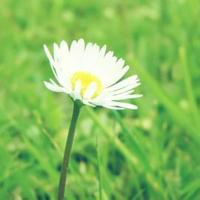 小清新花朵唯美个性头像大全图片(22张)