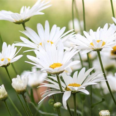 小清新花朵唯美个性头像大全图片(22张)
