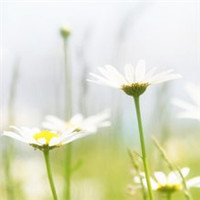 小清新花朵唯美个性头像大全图片(22张)