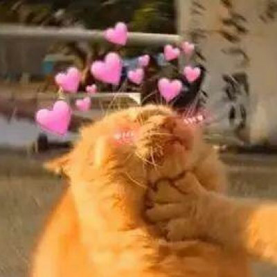 情侣猫咪一左一右头像图片(共16张)