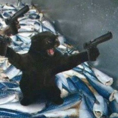 情侣猫咪一左一右头像图片(共16张)