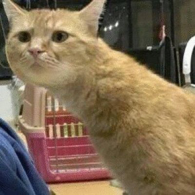 情侣猫咪一左一右头像图片(共16张)