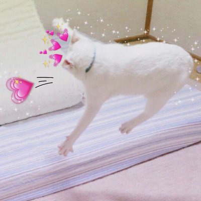 情侣猫咪一左一右头像图片(共16张)