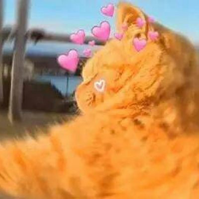 情侣猫咪一左一右头像图片(共16张)