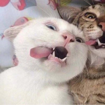 情侣猫咪一左一右头像图片(共16张)