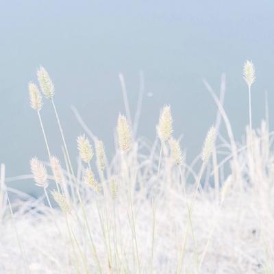 简单的头像干净静物小清新图片(优选22张)