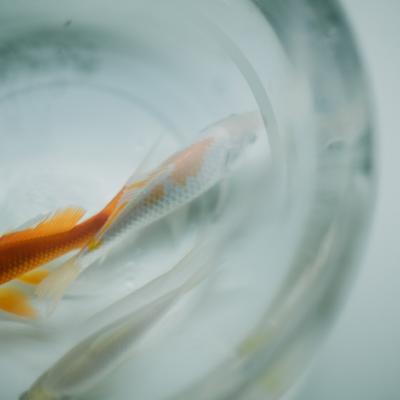 简单的头像干净静物小清新图片(优选22张)