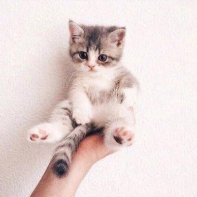 简单的头像干净静物小清新图片(优选22张)