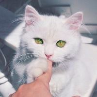 不同风格的猫王头像(20张)