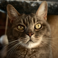 不同风格的猫王头像(20张)