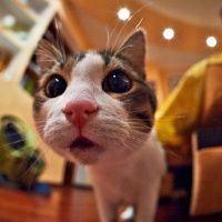 不同风格的猫王头像(20张)