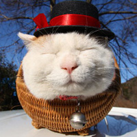 不同风格的猫王头像(20张)