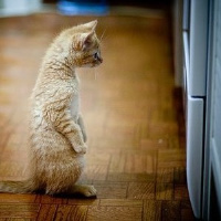 不同风格的猫王头像(20张)