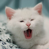 不同风格的猫王头像(20张)