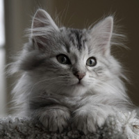 不同风格的猫王头像(20张)