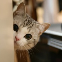 不同风格的猫王头像(20张)