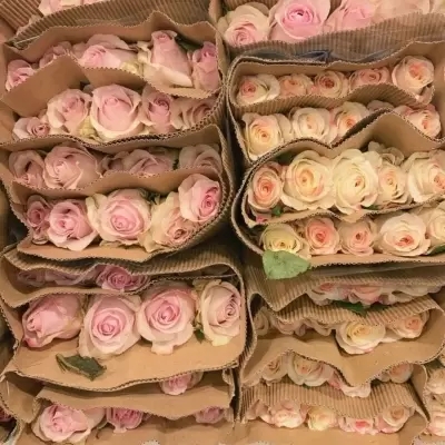 唯美意境的微信风景头像大全(优选20张)