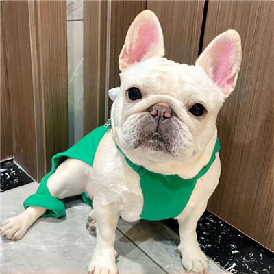 狗年超好看的动物头像(优选24张)