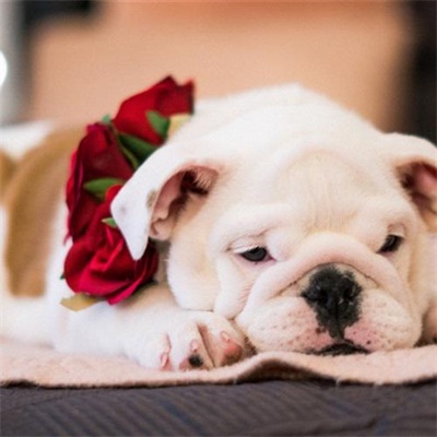 狗年超好看的动物头像(优选24张)