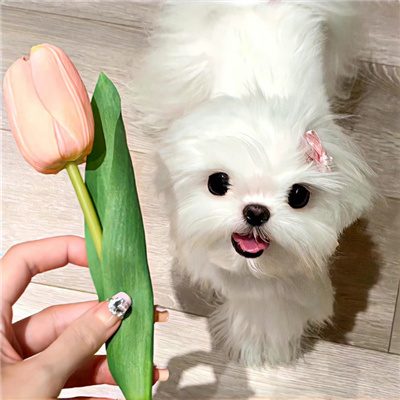 狗年超好看的动物头像(优选24张)